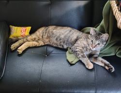 Found/Stray Female Cat last seen 34th and Russell Ave North Minneapolis, Minneapolis, MN 55412