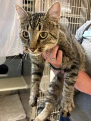 Shelter Stray Male Cat last seen Near BLOCK PINE GLADE DR, COLORADO SPRINGS CO, 610 Abbot Ln, Colorado Springs, CO 80905, USA
