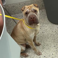 Shelter Stray Female Dog last seen TUMBLEWEED DR & MILLET CIR, 12155 Park Blvd, Brighton, CO 80601, USA