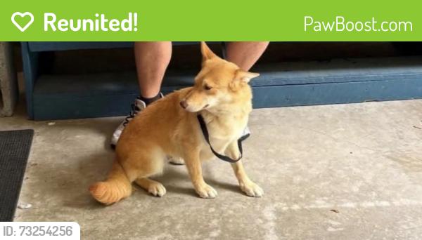Reunited Female Dog last seen TruShine car wash, Sevierville, TN 37876