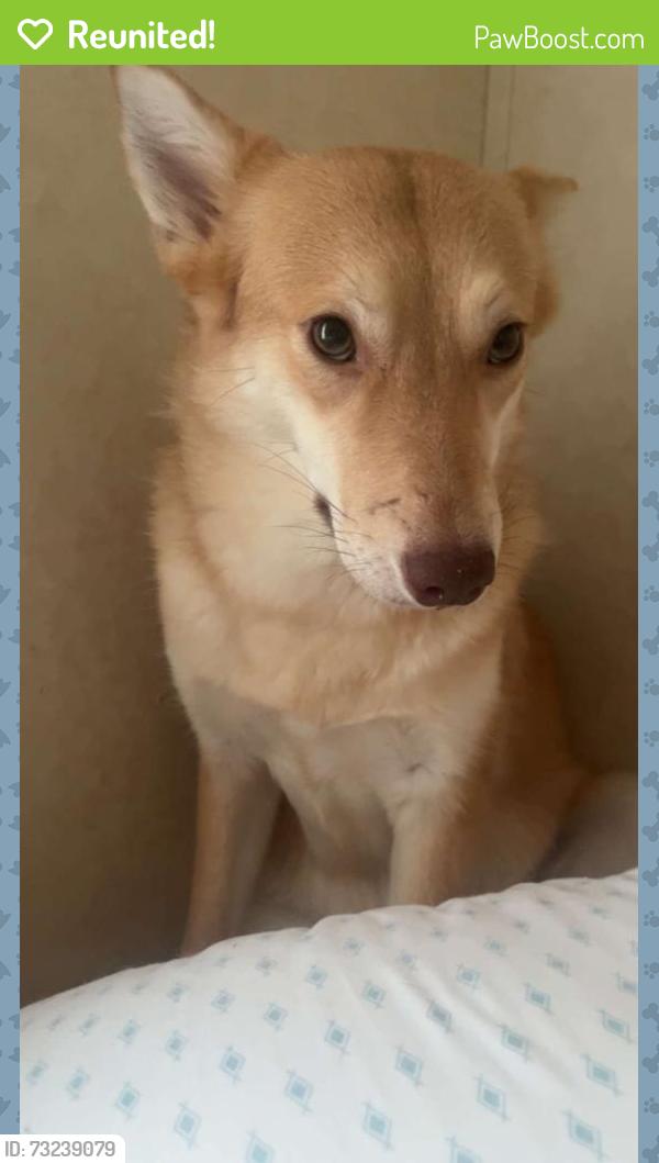 Reunited Female Dog last seen Between the car wash and the aquarium rocks place, Sevierville, TN 37876