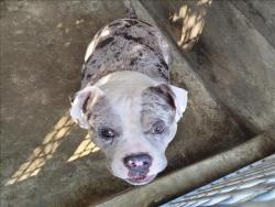 Shelter Stray Male Dog last seen , 1850 W 60th St, Los Angeles, CA 90047, USA