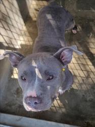 Shelter Stray Female Dog last seen , 1850 W 60th St, Los Angeles, CA 90047, USA