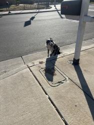 Reunited Unknown Dog last seen Tyler, Riverside, CA 92503
