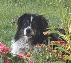 Found/Stray Female Dog last seen 21st & Shadeland, Indianapolis, IN 46219