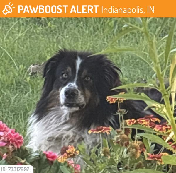 Found/Stray Female Dog last seen 21st & Shadeland, Indianapolis, IN 46219