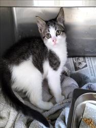 Shelter Stray Female Cat last seen , 1850 W 60th St, Los Angeles, CA 90047, USA