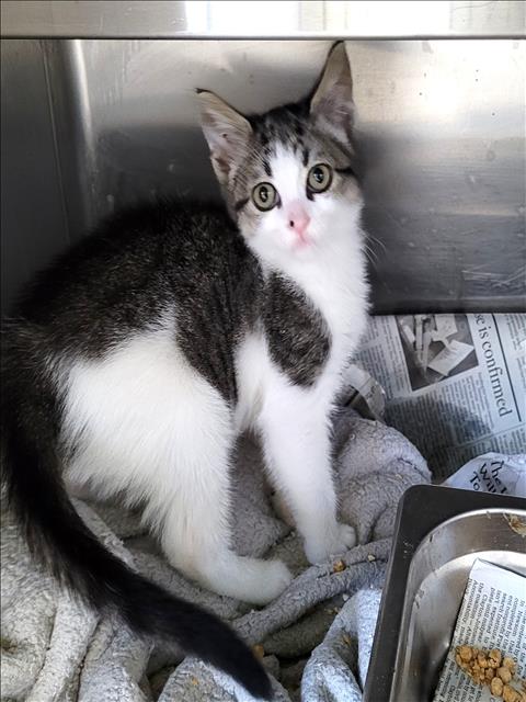 Shelter Stray Female Cat last seen , 1850 W 60th St, Los Angeles, CA 90047, USA
