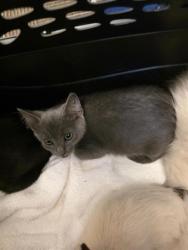 Shelter Stray Unknown Cat last seen Near BLOCK S 2855, 4522 W 3500 S, West Valley City, UT 84120, USA