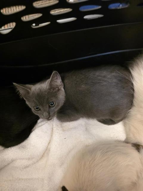 Shelter Stray Unknown Cat last seen Near BLOCK S 2855, 4522 W 3500 S, West Valley City, UT 84120, USA