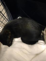 Shelter Stray Unknown Cat last seen Near BLOCK S 2855, 4522 W 3500 S, West Valley City, UT 84120, USA