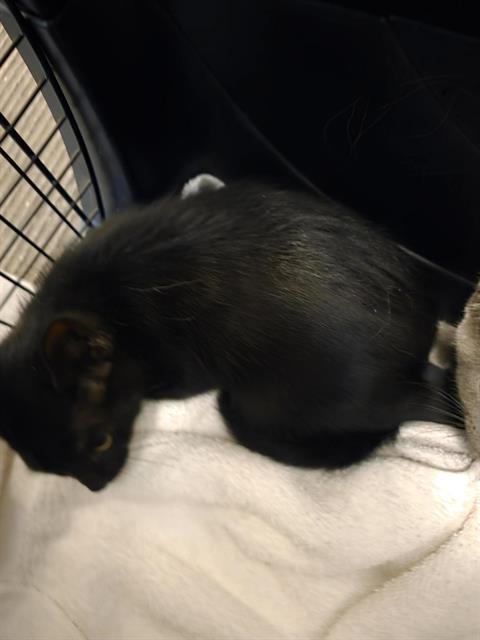 Shelter Stray Unknown Cat last seen Near BLOCK S 2855, 4522 W 3500 S, West Valley City, UT 84120, USA