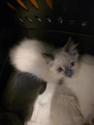 Shelter Stray Unknown Cat last seen Near BLOCK S 2855, 4522 W 3500 S, West Valley City, UT 84120, USA