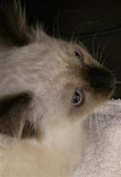 Shelter Stray Unknown Cat last seen Near BLOCK S 2855, 4522 W 3500 S, West Valley City, UT 84120, USA