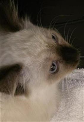Shelter Stray Unknown Cat last seen Near BLOCK S 2855, 4522 W 3500 S, West Valley City, UT 84120, USA