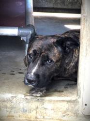 Shelter Stray Female Dog last seen , 1850 W 60th St, Los Angeles, CA 90047, USA