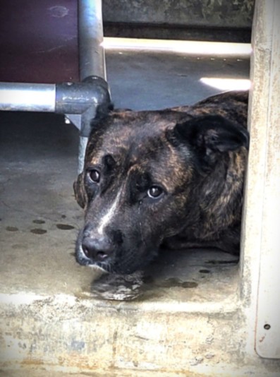 Shelter Stray Female Dog last seen , 1850 W 60th St, Los Angeles, CA 90047, USA