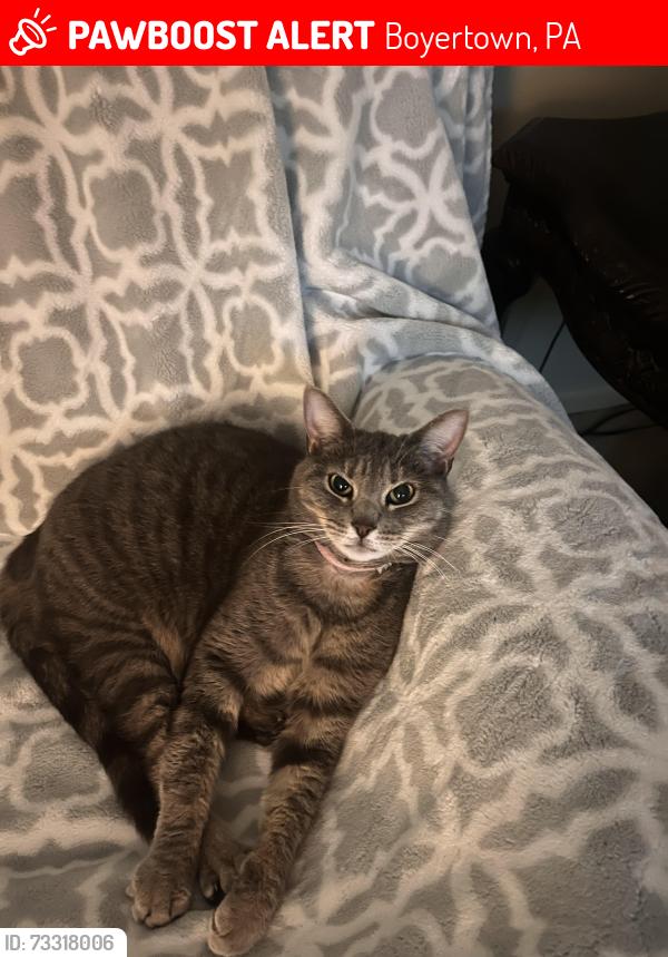 Lost Female Cat last seen est Rd, Eisenhower, Boyertown, PA 19512