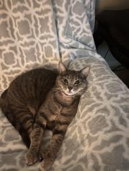 Lost Female Cat last seen est Rd, Eisenhower, Boyertown, PA 19512