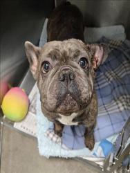 Shelter Stray Female Dog last seen , 1850 W 60th St, Los Angeles, CA 90047, USA