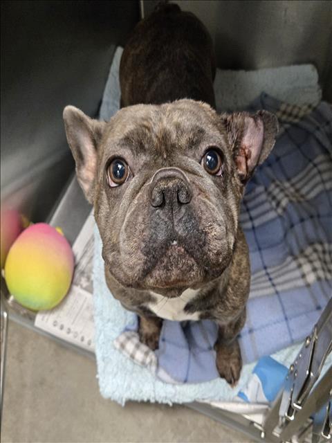 Shelter Stray Female Dog last seen , 1850 W 60th St, Los Angeles, CA 90047, USA