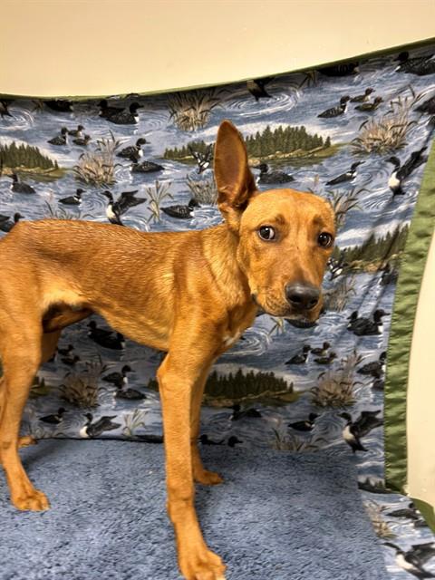 Shelter Stray Male Dog last seen , 38550 Sierra Hwy, Palmdale, CA 93550, USA