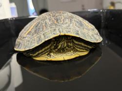 Found/Stray Unknown Reptile last seen By Telesis Academy S. Frankfurt Ave and E Hollingworth St., West Covina, CA 91792