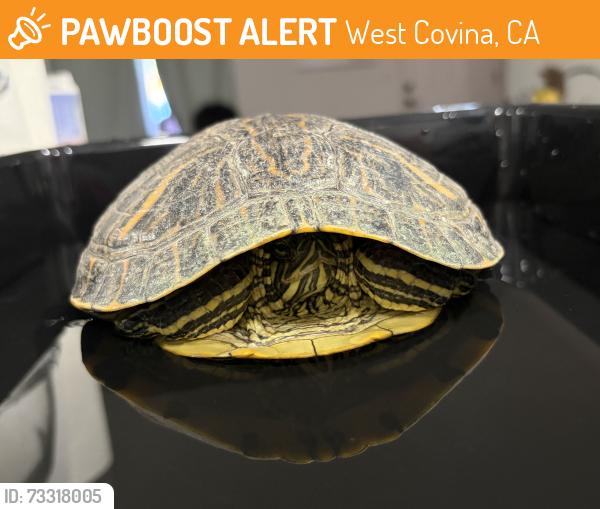 Found/Stray Unknown Reptile last seen By Telesis Academy S. Frankfurt Ave and E Hollingworth St., West Covina, CA 91792