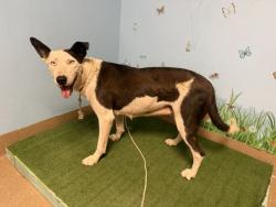 Shelter Stray Female Dog last seen , 38550 Sierra Hwy, Palmdale, CA 93550, USA