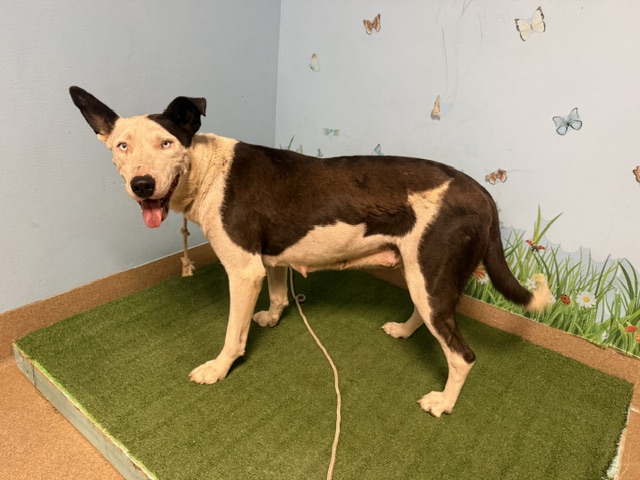 Shelter Stray Female Dog last seen , 38550 Sierra Hwy, Palmdale, CA 93550, USA