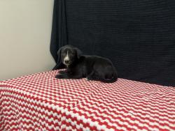 Shelter Stray Male Dog last seen , 38550 Sierra Hwy, Palmdale, CA 93550, USA