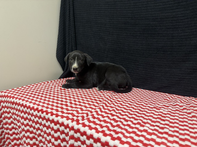 Shelter Stray Male Dog last seen , 38550 Sierra Hwy, Palmdale, CA 93550, USA
