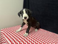 Shelter Stray Female Dog last seen , 38550 Sierra Hwy, Palmdale, CA 93550, USA