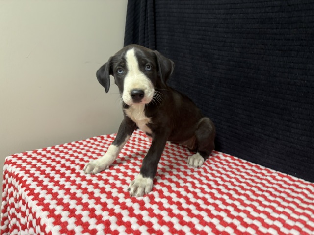 Shelter Stray Female Dog last seen , 38550 Sierra Hwy, Palmdale, CA 93550, USA
