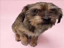 Shelter Stray Female Dog last seen , 1850 W 60th St, Los Angeles, CA 90047, USA