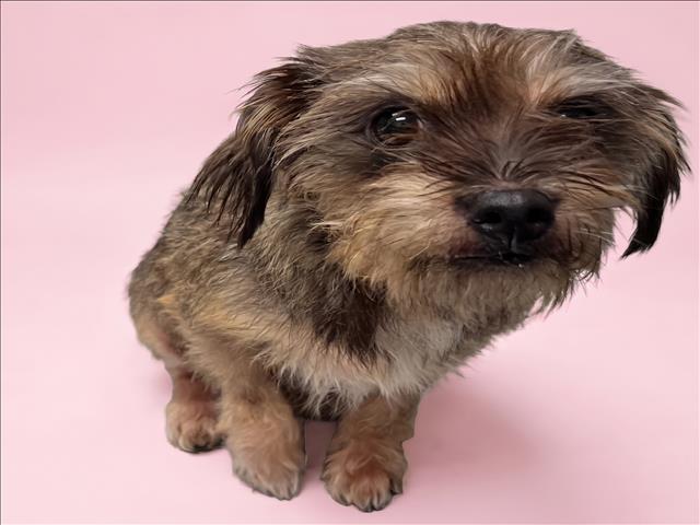 Shelter Stray Female Dog last seen , 1850 W 60th St, Los Angeles, CA 90047, USA