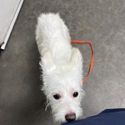 Shelter Stray Male Dog last seen , 1850 W 60th St, Los Angeles, CA 90047, USA