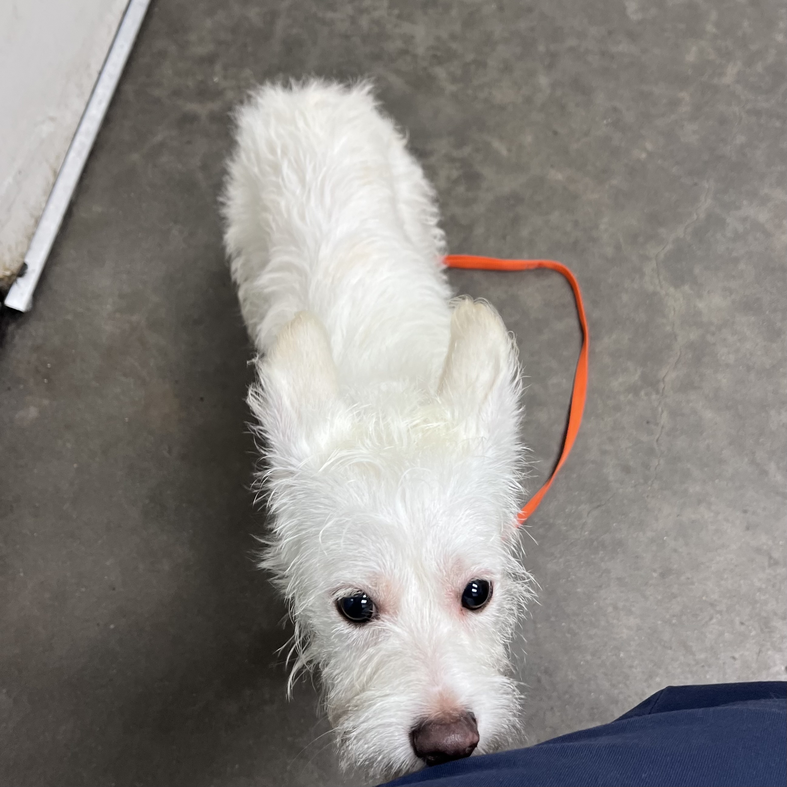 Shelter Stray Male Dog last seen , 1850 W 60th St, Los Angeles, CA 90047, USA