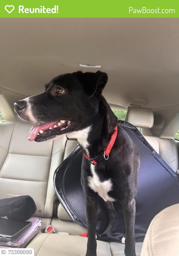 Reunited Unknown Dog last seen Blue Ridge st Hendersonville, NC 28792, Hendersonville, NC 28792