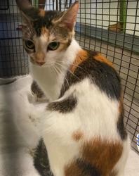 Shelter Stray Female Cat last seen , 1850 W 60th St, Los Angeles, CA 90047, USA
