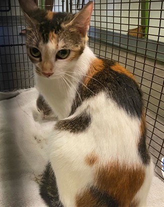 Shelter Stray Female Cat last seen , 1850 W 60th St, Los Angeles, CA 90047, USA