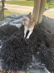 Lost Female Dog last seen Brook Hollow, Henry County, GA 30252