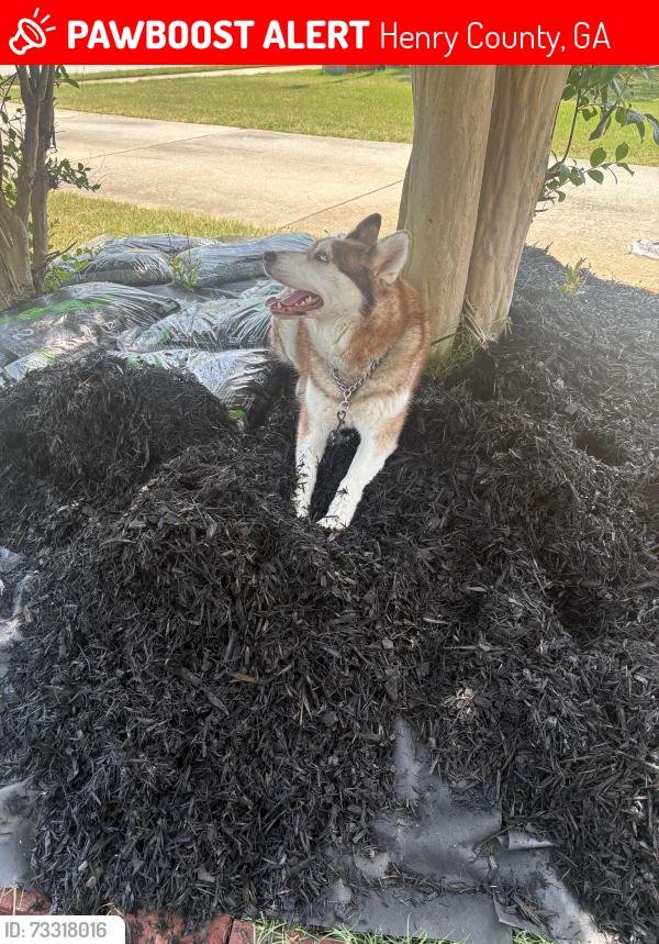 Lost Female Dog last seen Brook Hollow, Henry County, GA 30252