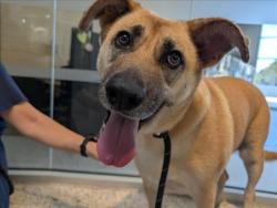 Shelter Stray Female Dog last seen , 3201 Lacy St, Los Angeles, CA 90031, USA