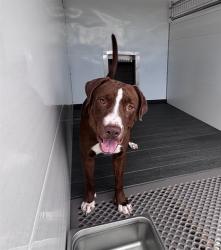 Shelter Stray Male Dog last seen BASELINE, 333 Chandler Pl, San Bernardino, CA 92408, USA