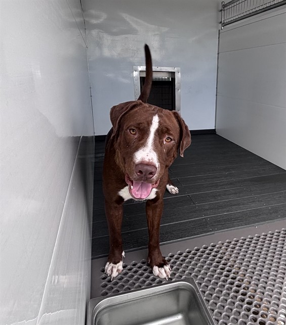 Shelter Stray Male Dog last seen BASELINE, 333 Chandler Pl, San Bernardino, CA 92408, USA