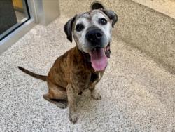 Shelter Stray Male Dog last seen , 3201 Lacy St, Los Angeles, CA 90031, USA