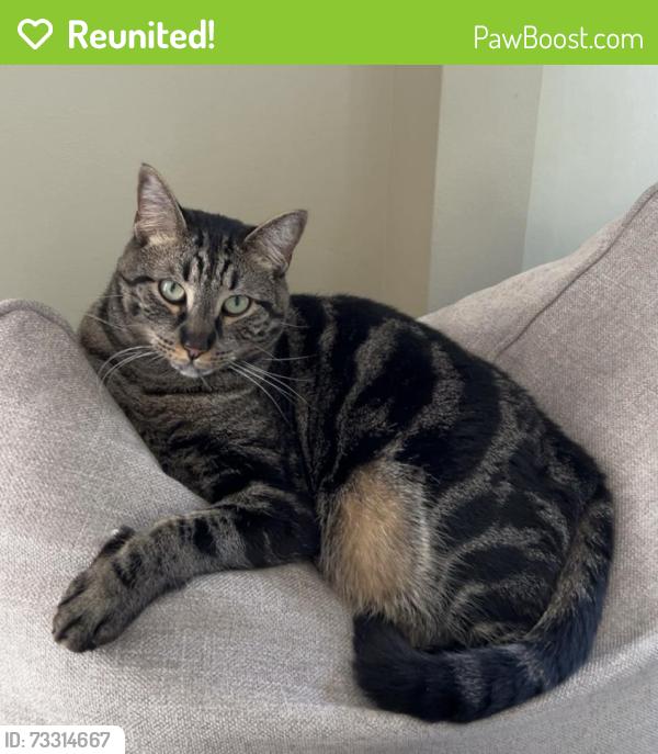 Reunited Male Cat last seen Rochelle Ave and Thiem, Rochelle Park, NJ 07662