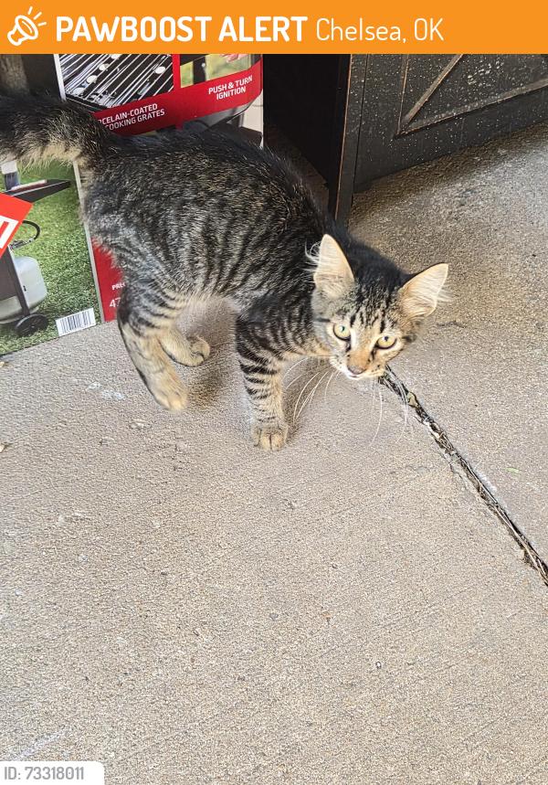 Found/Stray Male Cat last seen Nere school, Chelsea, OK 74016