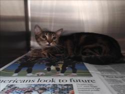 Shelter Stray Female Cat last seen , 3201 Lacy St, Los Angeles, CA 90031, USA